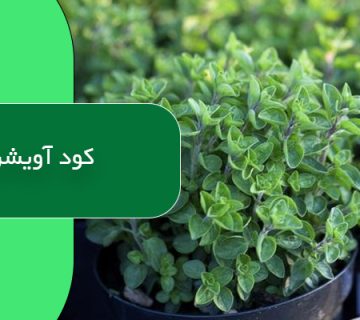 کود آویشن