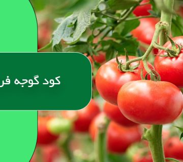 کود گوجه فرنگی