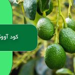 کود آووکادو