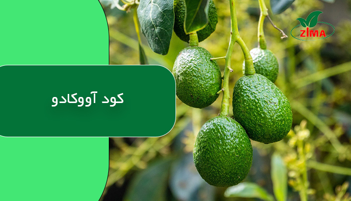 کود آووکادو