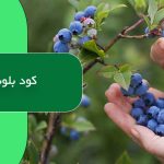 کود بلوبری