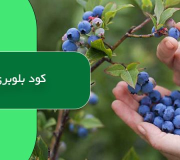 کود بلوبری