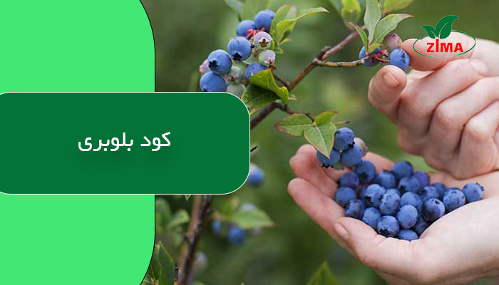 کود بلوبری