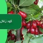 کود زغال اخته