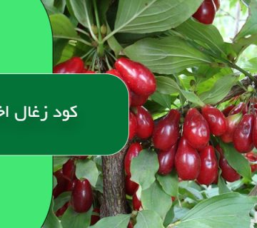 کود زغال اخته