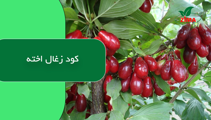 کود زغال اخته